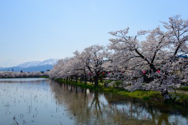 Kiraz çiçekleri, Takanda Park