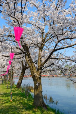 Kiraz çiçekleri, Takada Park