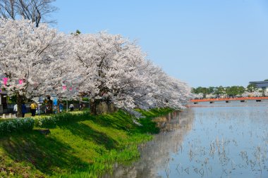 Kiraz çiçekleri, Takada Park