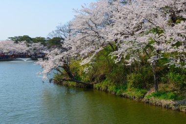Kiraz çiçekleri, Takada Park