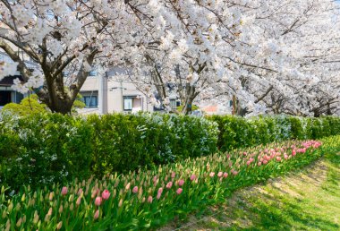 Kiraz çiçekleri, Shinanogawa Yasuragi Tsutsumi Park