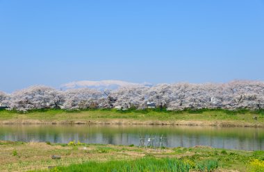 Kiraz çiçekleri, Shiroishigawa tsutsumi sembonzakura