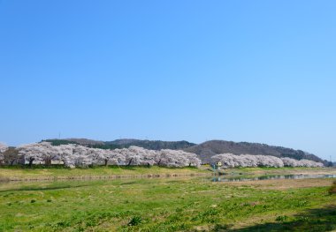Kiraz çiçekleri, Shiroishigawa tsutsumi sembonzakura