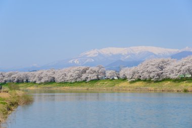 Kiraz çiçekleri, Shiroishigawa tsutsumi sembonzakura