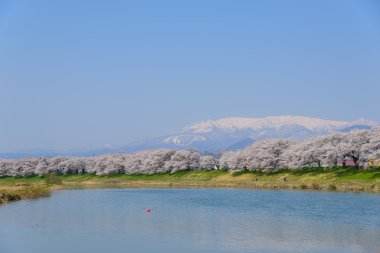 Kiraz çiçekleri, Shiroishigawa tsutsumi sembonzakura