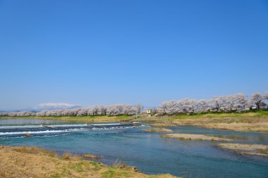 Kiraz çiçekleri, Shiroishigawa tsutsumi sembonzakura