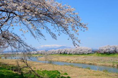 Kiraz çiçekleri, Shiroishigawa tsutsumi sembonzakura