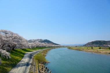 Kiraz çiçekleri, Shiroishigawa tsutsumi sembonzakura