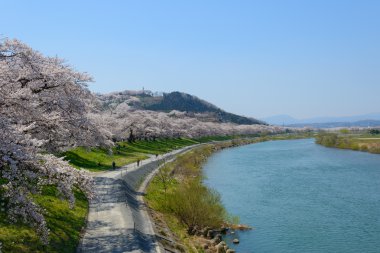 Kiraz çiçekleri, Shiroishigawa tsutsumi sembonzakura