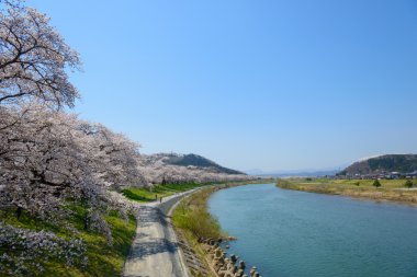 Kiraz çiçekleri, Shiroishigawa tsutsumi sembonzakura