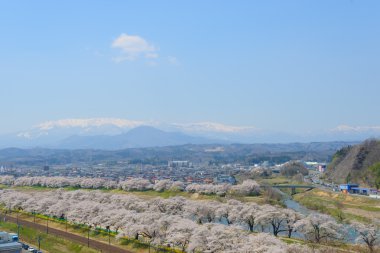 Kiraz çiçekleri, Shiroishigawa tsutsumi sembonzakura