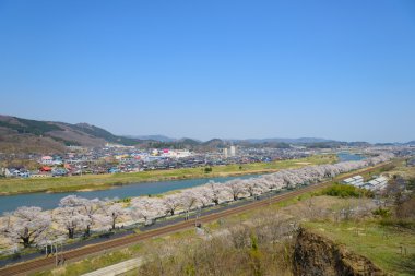 Kiraz çiçekleri, Shiroishigawa tsutsumi sembonzakura