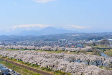 Kiraz çiçekleri, Shiroishigawa tsutsumi sembonzakura