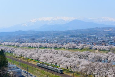 Kiraz çiçekleri, Shiroishigawa tsutsumi sembonzakura
