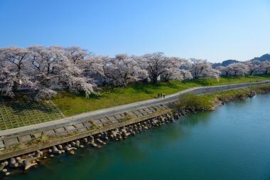 Kiraz çiçekleri, Shiroishigawa tsutsumi sembonzakura