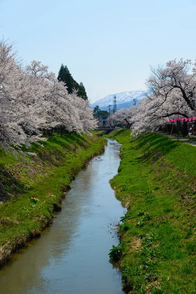 Kirschblüten — Stockfoto