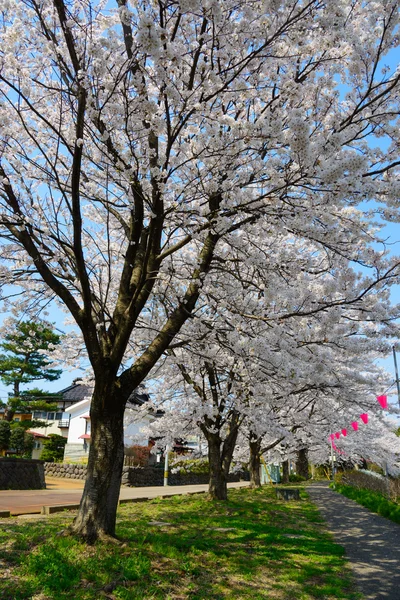 Flores de cerezo — Foto de Stock