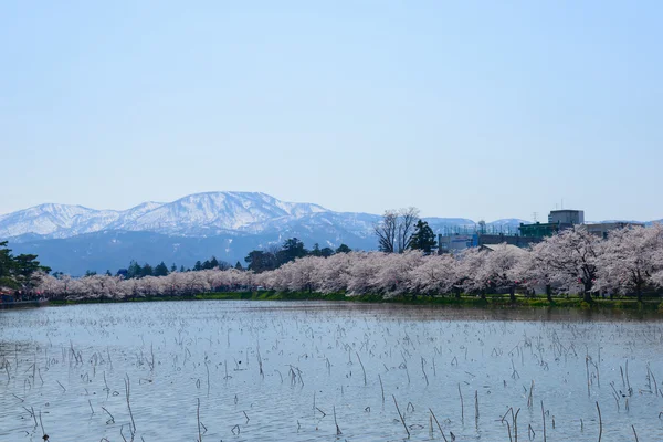 Kiraz çiçekleri, Takanda Park — Stok fotoğraf