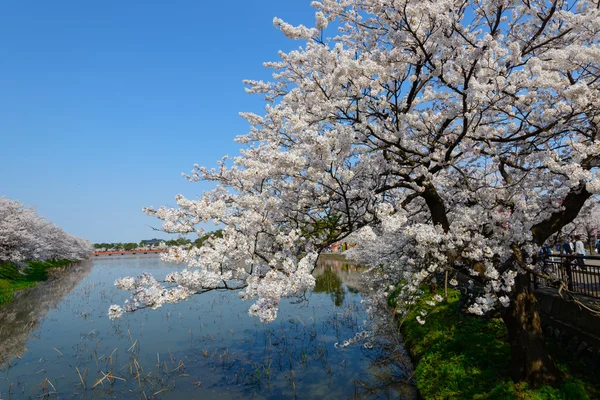 Flores de cerezo, Parque Takada — Foto de Stock