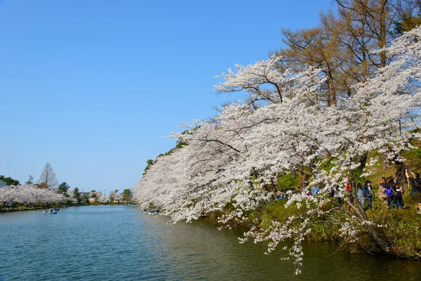 Flores de cerezo, Parque Takada — Foto de Stock