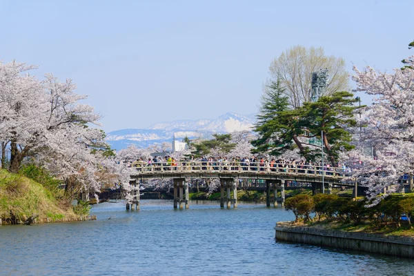 Fiori di ciliegio, Parco Takada — Foto Stock