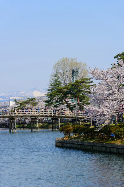 Cherry blossoms, Takada Park — Stock Photo, Image