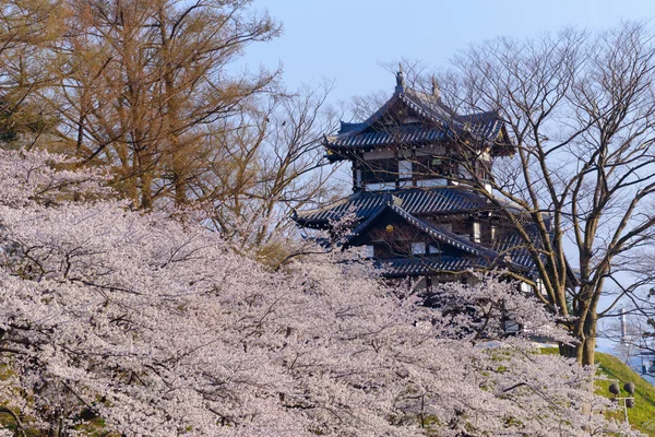 Fleurs de cerisier et château de Takada — Photo