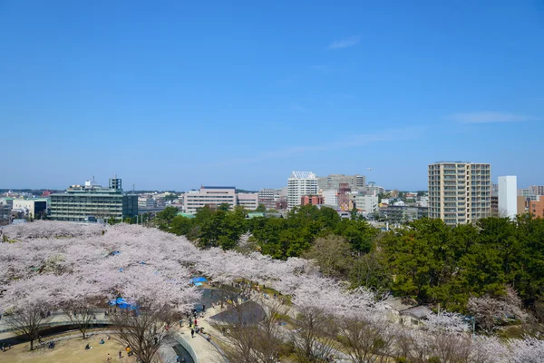 Cherry blossoms — Stock Photo, Image