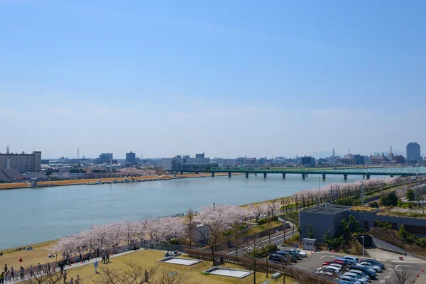 Körsbär blommar och Shinano floden — Stockfoto