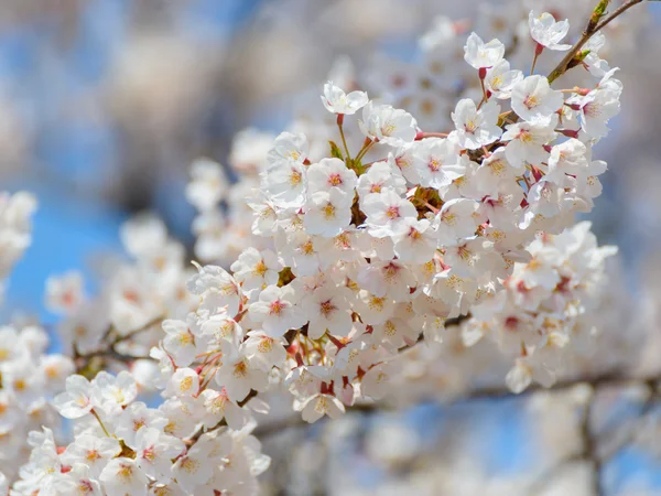 Körsbärsblommor — Stockfoto