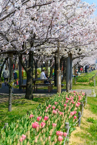 Cherry blossoms, Shinanogawa Yasuragi Tsutsumi Park — Stock Photo, Image