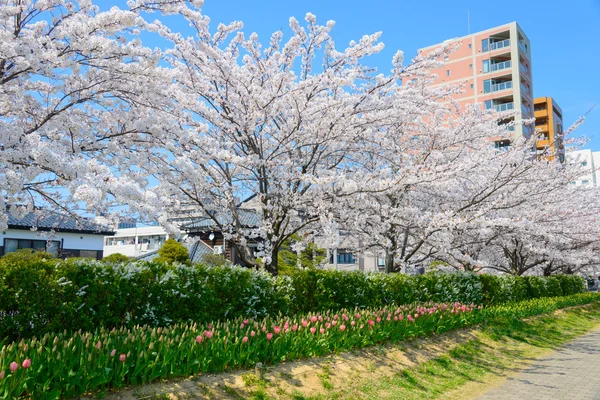 Fiori di ciliegio, Parco Shinanogawa Yasuragi Tsutsumi — Foto Stock