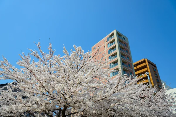 Kirschblüten und Wohnungen — Stockfoto