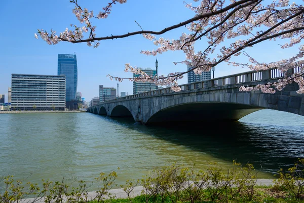 Flores de cerezo y puente — Foto de Stock