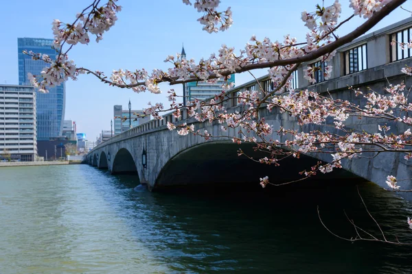 Flores de cerezo y puente — Foto de Stock