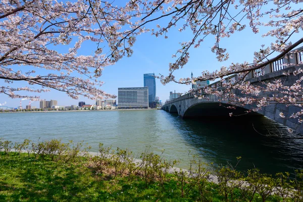 Cherry blossoms and Bridge — Stock Photo, Image