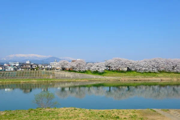 Körsbär blommar, Shiroishigawa tsutsumi sembonzakura — Stockfoto