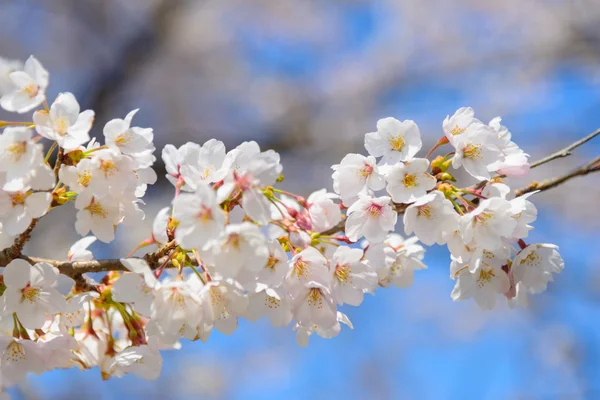 Körsbärsblommor — Stockfoto