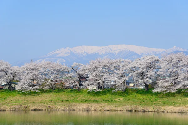 Fiori di ciliegio, Shiroishigawa tsutsumi sembonzakura — Foto Stock