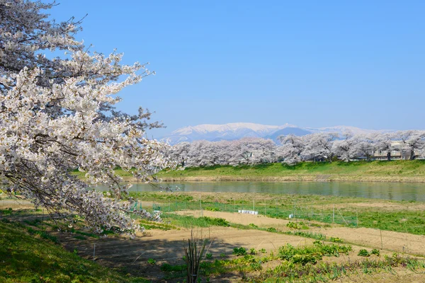 Kirschblüten, shiroishigawa tsutsumi sembonzakura — Stockfoto