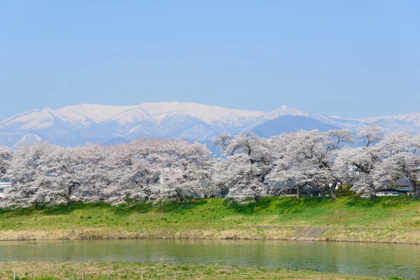 Fiori di ciliegio, Shiroishigawa tsutsumi sembonzakura — Foto Stock