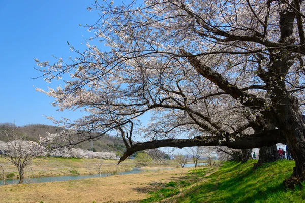 Цветущая вишня, Сироишигава Цуцуми Сембонзакура — стоковое фото