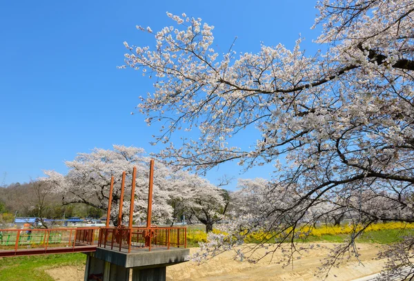 Wiśniowe kwiaty, Shiroishigawa tsutsumi sembonzakura — Zdjęcie stockowe