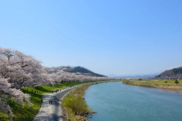 Cseresznye virágok, Shiroishigawa tsutsumi sembonzakura — Stock Fotó