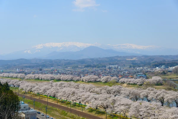 Körsbär blommar, Shiroishigawa tsutsumi sembonzakura — Stockfoto