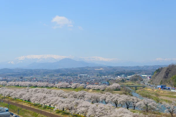 Körsbär blommar, Shiroishigawa tsutsumi sembonzakura — Stockfoto