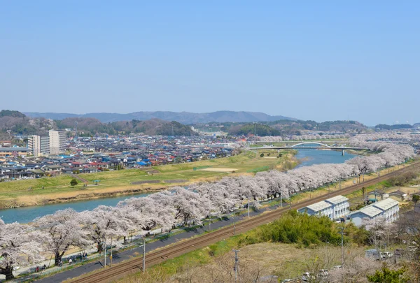 Cherry blossoms, Shiroishigawa tsutsumi Sembonzakura — Stock Photo, Image