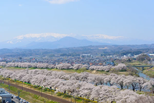 Třešňové květy, Shiroishigawa tsutsumi sembonzakura — Stock fotografie