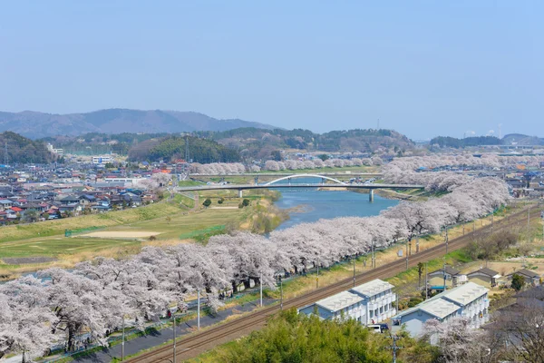 Körsbär blommar, Shiroishigawa tsutsumi sembonzakura — Stockfoto