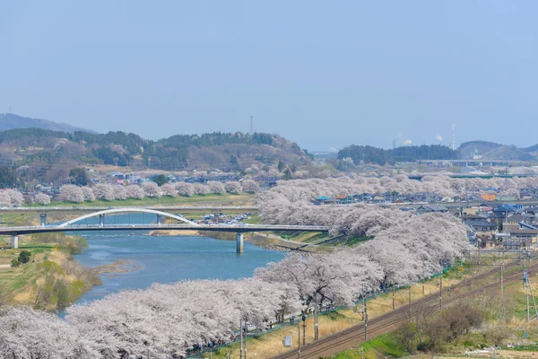 Cherry blossoms, Shiroishigawa tsutsumi Sembonzakura — Stock Photo, Image